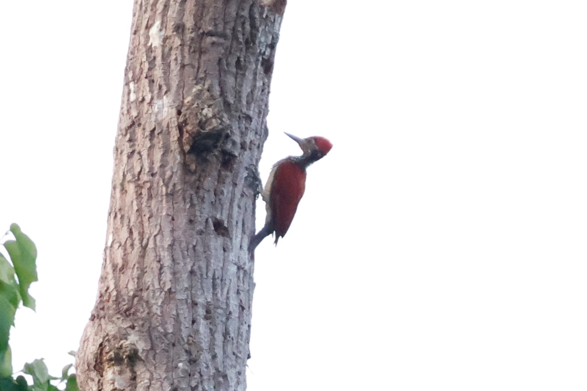 Luzon Flameback (Chrysocolaptes haematribon), photo 3
