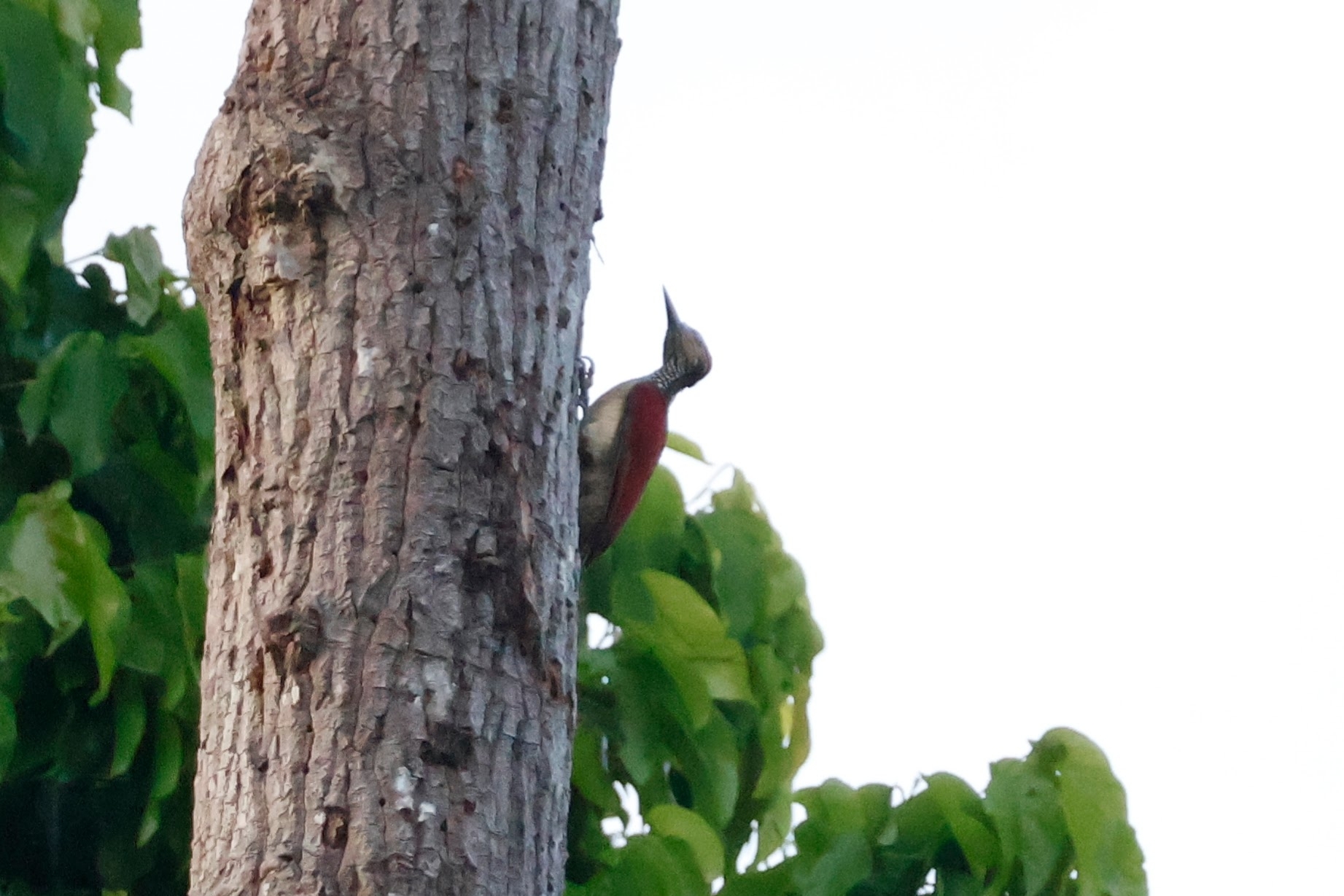 Luzon Flameback (Chrysocolaptes haematribon), photo 4