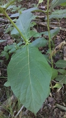 Triosteum
