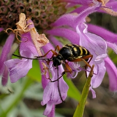 Typocerus sparsus