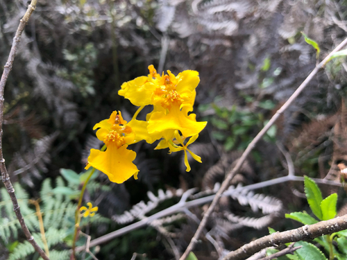 Heterodactylum Oncidium