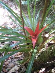 Nidularium cariacicaense