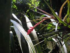 Tillandsia tenuifolia