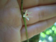 Epidendreae