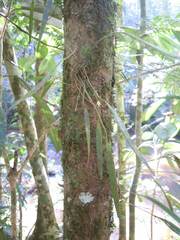 Epidendreae