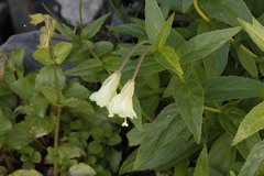 Epilobium luteum