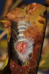 Pyrrhopyge