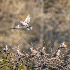 Streptopelia decaocto