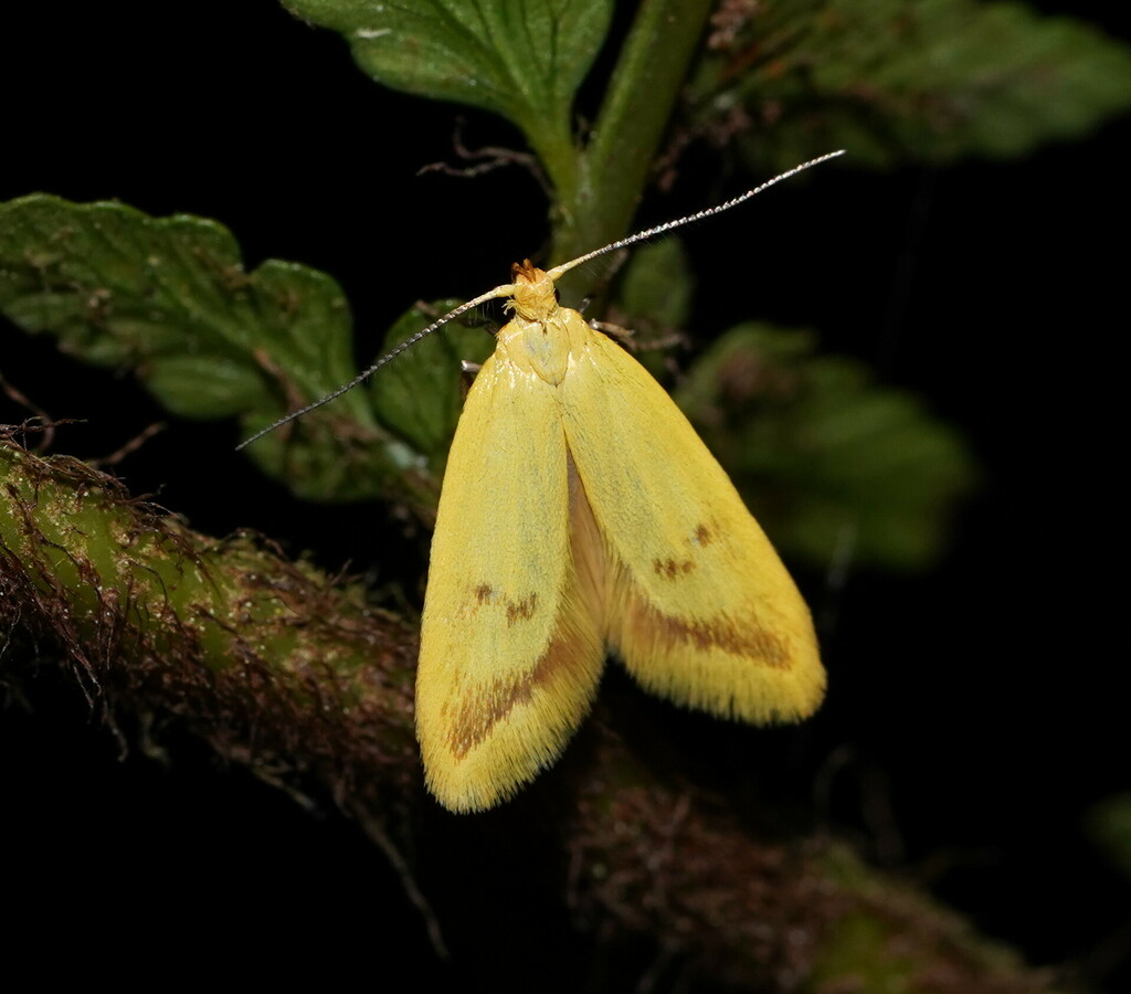 Aeolothapsa