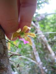 Encyclia bracteata