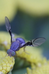 Anomoia purmunda