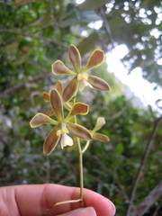 Encyclia patens