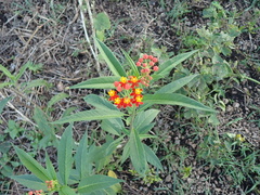 Indianer-Seidenpflanze (Asclepias curassavica): Herkunft und Verwendung — Foto 3