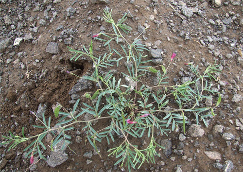 Vicia cappadocica