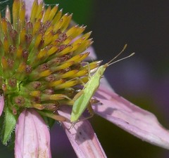 Harmostes reflexulus