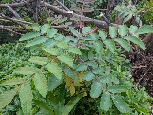 Rhus sandwicensis observed 2024-12-24