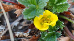 Potentilla hyparctica