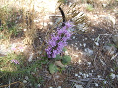 Liatris punctata mucronata