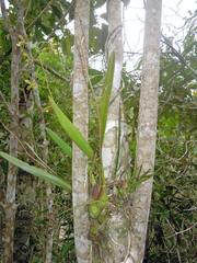 Encyclia patens