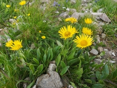 Doronicum clusii