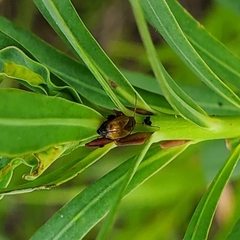 Aphthona nigriscutis