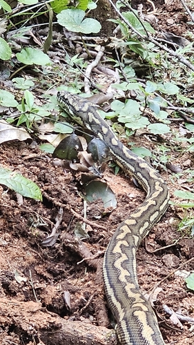Coastal Carpet Python sighting