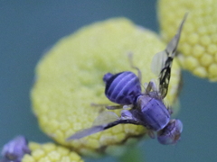 Anomoia purmunda
