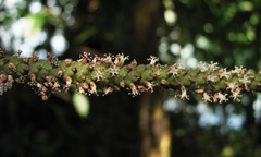 Geonoma longivaginata