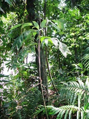 Geonoma longivaginata