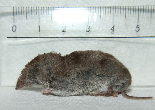 North American Least Shrew