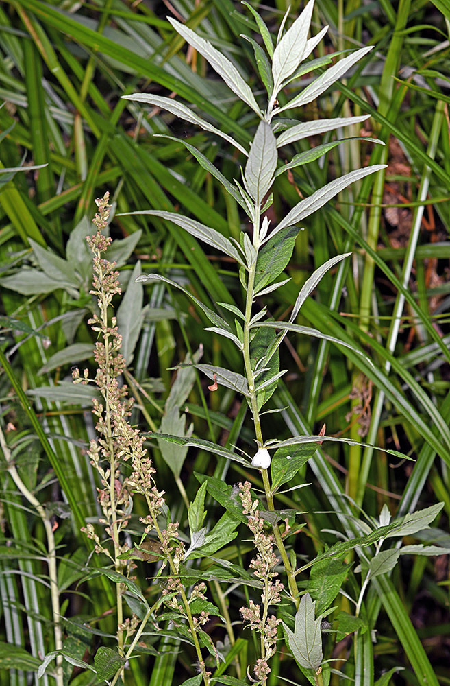 Artemisia estesii