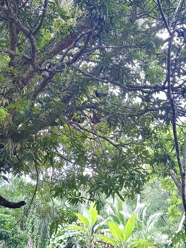 Red Junglefowl