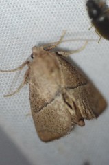 Apoda rectilinea