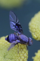 Anomoia purmunda