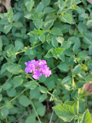 Lantana montevidensis