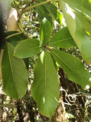 Neopanax laetus, photograph Angus Campbell, CC BY, iNaturalist via GBIF