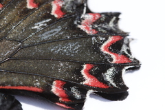 Mimoides thymbraeus aconophos