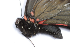 Mimoides thymbraeus aconophos