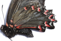 Mimoides thymbraeus aconophos