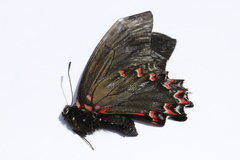 Mimoides thymbraeus aconophos