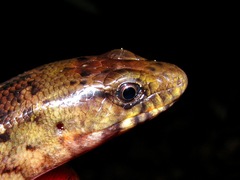 Diploglossus monotropis