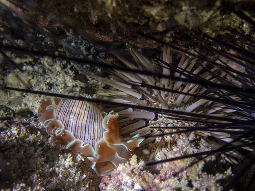 Hydatina physis observed 2024-12-25