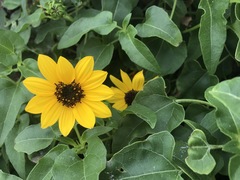 Helianthus debilis image