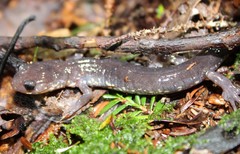 Plethodon wehrlei