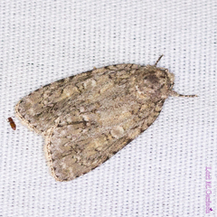 Acronicta impleta