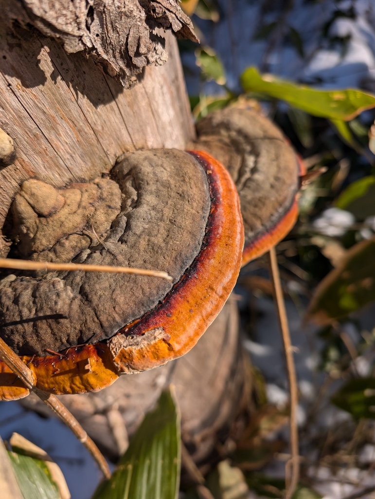 Fomitopsis pinicola · December 2024 · photo: © simonele (iNaturalist, cc-by)