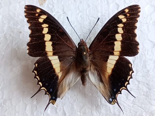 Cream-banded Charaxes