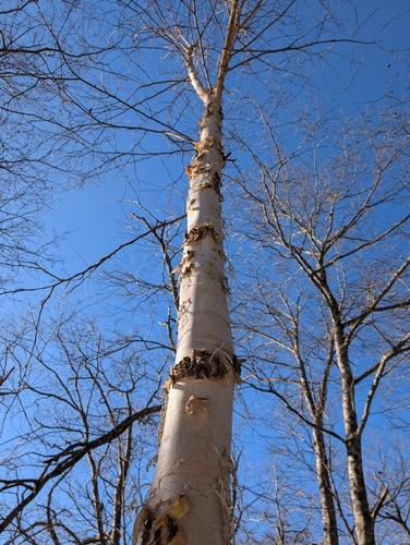 Image of Betula platyphylla by (c) Simone Littledale, some rights reserved (CC BY)
