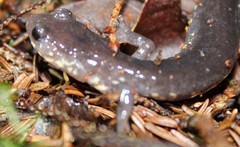 Plethodon wehrlei