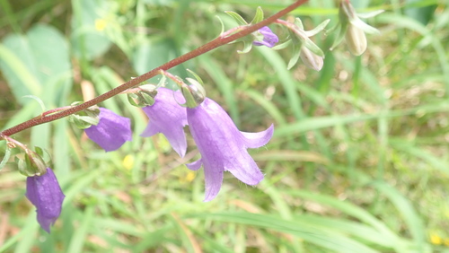 Poljska zvončika (Campanula rapunculoides)